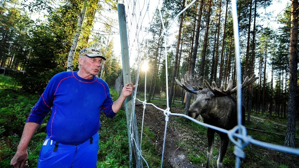 Ridning? "Det är många turister som frågar om det går att rida på älgarna, det hade nog kunnat gå men man måste tänka på att de fortfarande är vilda djur", säger Ola Rokka.