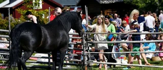 Soldränkt midsommar
