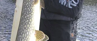 Tungfiskat i gäddtävling