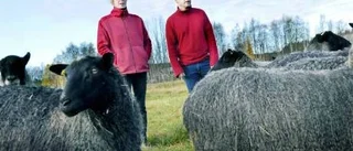 Här finns plats för både får och hundar