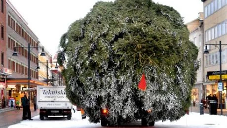 VINKLAT. Som en enorm snöboll fast grön. Granen i en rolig vinkel innan den rests på sin plats.