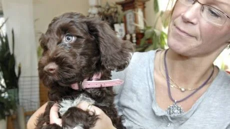 FÖRSTA KULLEN. Tidigare födde Petra Jaxe upp perserkatter. Nu har hon tillsammans med sambon Tomas Lindbäck blivit hunduppfödare av portugisisk vattenhund.