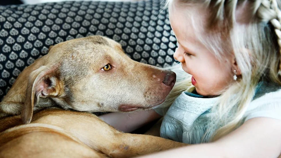 Páris är en mjuk och kärleksfull hund som gärna kramas och ligger nära.