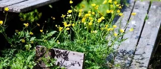 Ansiktslyftning nästa för skamfilad lekpark