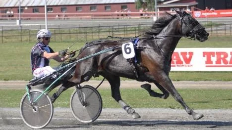 Amatörtränade Rosvikshästen Shapira C.B. är en av tre lokala hästar som gör upp om ett förstapris på 100 000 kronor i V86-5 i kväll.