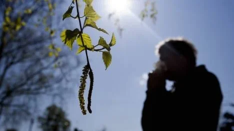 Björkarna bär dock på ovanligt många blomhängen, något som kan skvallra om att en jobbig tid väntar björkpollenallergiker.