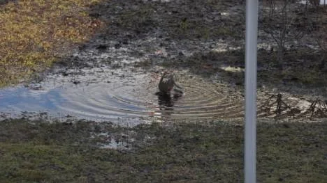 Vårbad i en liten sjö som bildats på gräsmattan.