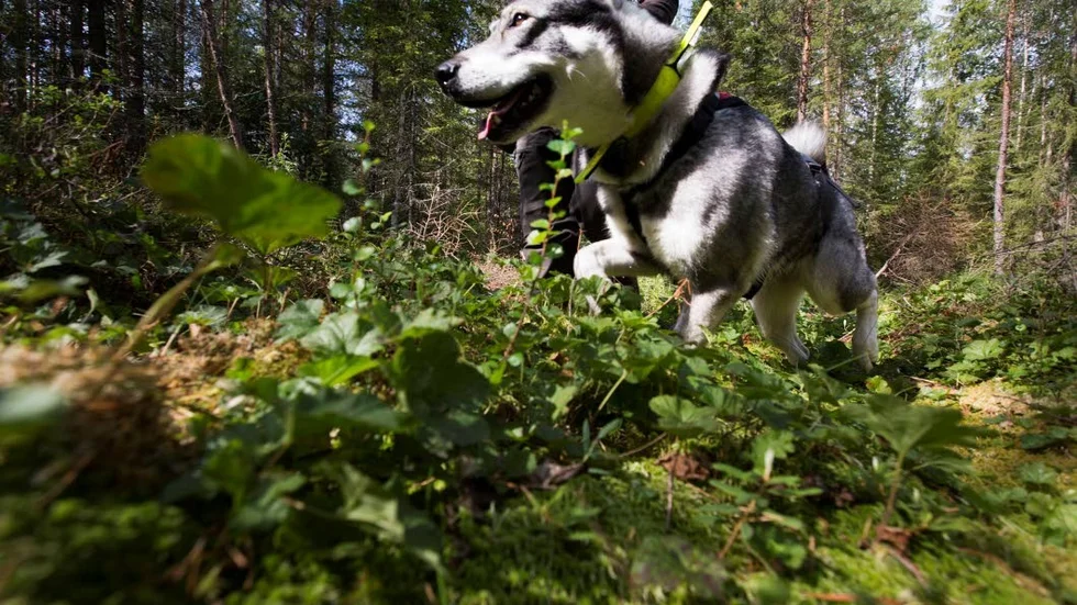 Mycket träning. En jakthund måste tränas året om för att vara i bra form då det är tid för jakten, som kräver god kondition både hos hundföraren och hunden.