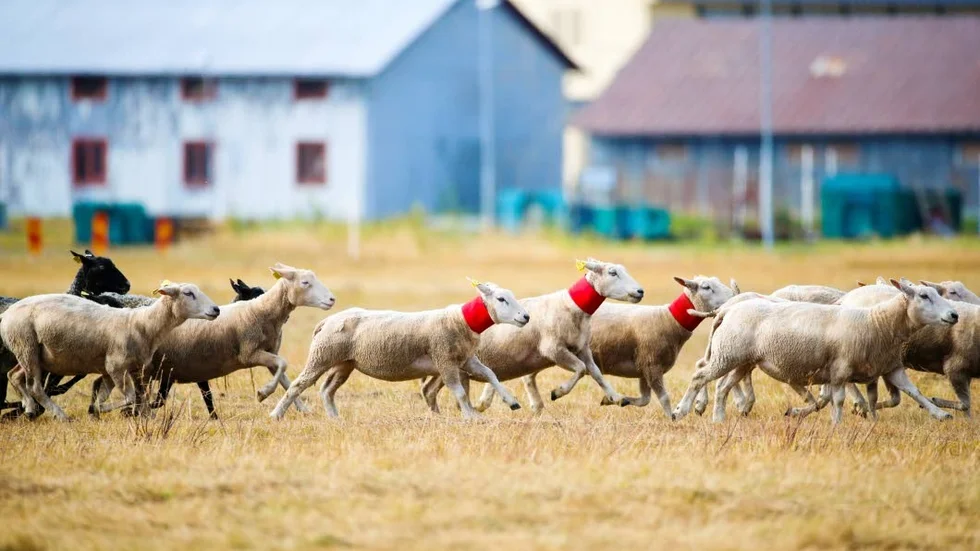 Utvalda. Fåren med röda halsband skulle separeras från den övriga flocken och drivas in i en fålla. Detta efter att vallhunden först hämtat två olika flockar 350 meter bort och drivit dem i en viss bana.