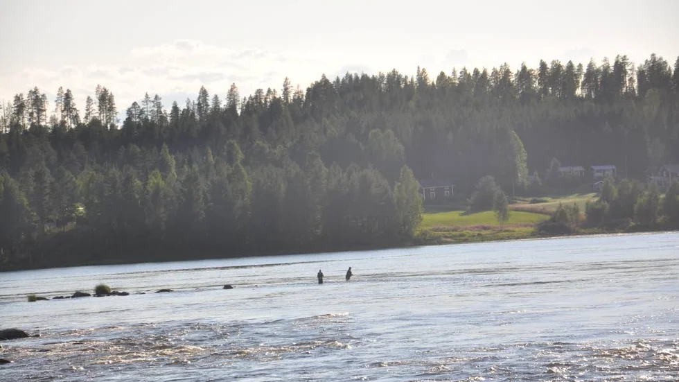 Långt ut i älven.  Passionerade fiskare vadade långt ut i Kalixälven ovanför bron i Kamlunge för att försöka hitta de godkända storharrarna som höll sig borta i den tropiska värmen.