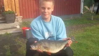 FIN ABBORRE. Den här  abborren på 1,5 kilo och 47 centimeter fiskade Alexander Hellgren, Forsnäs, Harads, upp i Forsträsk. Fisken högg på en jigg.