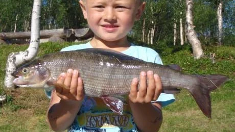 FIN HARR. Femårige Daniel Johansson, Gällivare, har  redan lärt sig att fiska fina  fisken. Här visar han upp en harr på ett kilo som han fick i Kaitumälven nära Killinge den 24 juli. Efter det att han dragit upp den 50 centimeter långa fisken var kommentaren: "Oh, det här var jobbigt. Jag tror vi måste fika nu."
