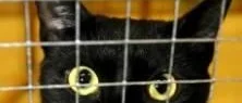 Kattjakt i Persön