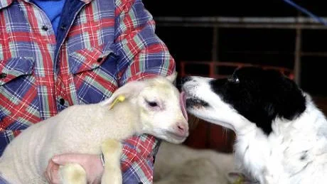 PÅSKPUSS. Border collien Cilla är en riktig djurvårdare. Här ger honett litet lamm en påskpuss.    Foto: Håkan Gidlöw