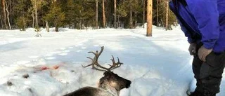 "Hon skulle fått en kalv i maj"