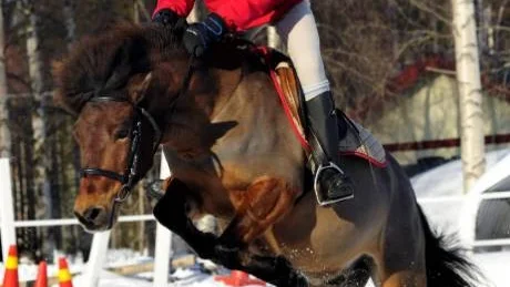 FÖREDRAR ATT HOPPA. B-ponnyn Dagobert gillar att hoppa. "Ibland kan han bli lite het", berättar 12-åriga Elvira Mörk.