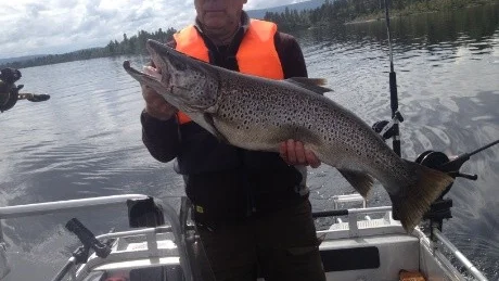 STORÖRING. Den här fina fisken på 7,2 kg fångade Sven-Erik Lindgren, Sjulsmark vid trolling på 40-50 meters djup i Hornavan, utanför Jäkkvik, där han har sin stuga.