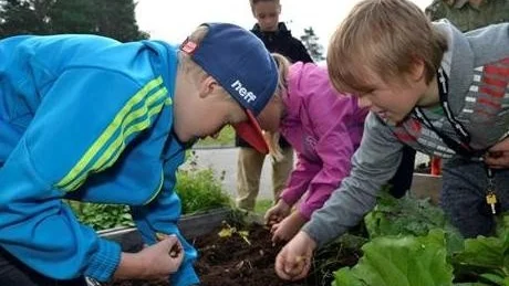 TEAMWORK. Tillsammans med klasskamraterna letar Cristian Martinsson, th, efter rotfrukter i jorden vid den lilla odlingsytan vid Hedskolan.