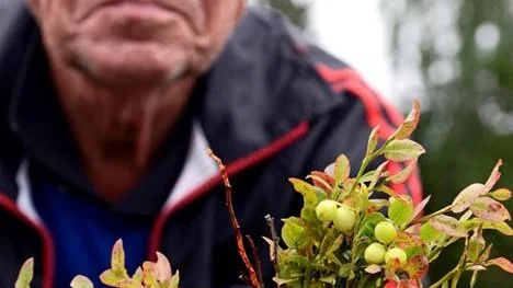 RESA. "Jag och min fru som är från Thailand brukar plocka och sälja bär tillsammans. Pengarna får min fru sedan använda när vi reser till Thailand över vintern", säger Stig Åkerman.