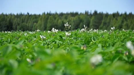 FRISKT. Än så länge är plantorna friska och så verkar det förbli i sommar, tror Kent Lindkvist.