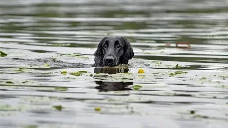 LETAR. Toffedreams Tingeling, flatcoated retriever, letar dummyn bland näckrosorna. Ägare är Anders Gustafsson, SSRK Kalix.
