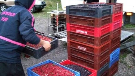 RÖTT I LÅDAN. Nu köps lingon in. Samtidigt fortgår handeln med blåbär.