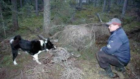 SKÄLLDE. Karelska björnhunden Molle hittade den döda älgen som hade två grankvistar lagda på kroppen - Roger Thyni polisanmälde händelsen.