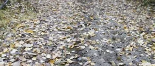 Järpen - vanlig fågel som är lätt att locka