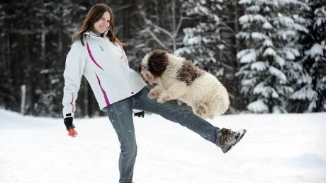 SNÖLEK. Linda Edin leker och tränar freestyle med en av familjens perro de agua espanolhundar,  Karro.