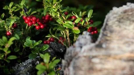 RÖDA BÄR. Inga blåbär men gott om lingon fanns det i skogen. Men nu var det ju inte röda bär som skulle plockas.  Kurirens team kunde konstatera att det fanns gott om blåbärsris men  ytterst få bär.