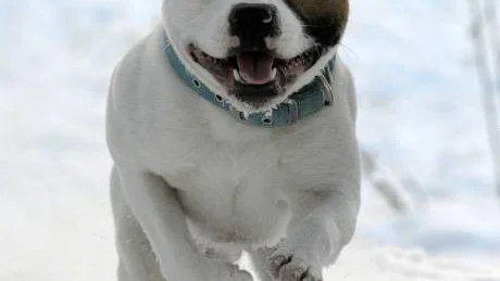 GLAD OCH TROFAST. Det finns många fördomar mot Staffordhire bullterrier, men rasen är glad, tillgiven och trofast.