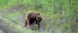 Dramatik i naturen - björn slår älg