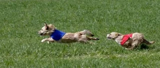 Sporten för hundar med benen fulla av spring