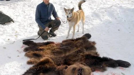 Magnus Eriksson är årets björnjägare i Arjeplog. Han fällde sin andra björn häromdagen, en hanne som vägde 161 kilo. Jaktkompisen som skällde björnen är östsibiriska laikan Vilja.