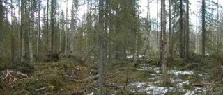 Skogsstyrelsen slår larm om olovliga avverkningar