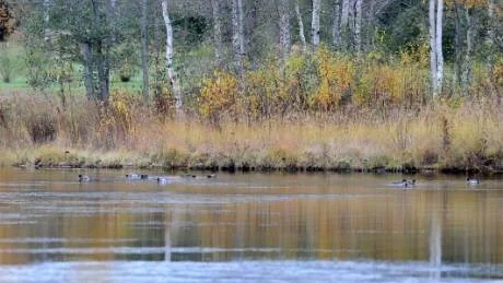 LÅNGT BORTA. Många flyttare har lämnat norr redan men blad andfåglarna till exempel finns många kvar. Här bläsänder som rastar i Bredviken.