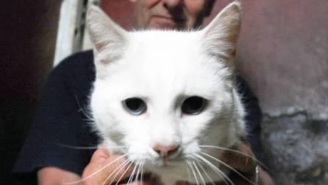 Hittekatt. "Den är så go och fin", säger Stig Söderström och hoppas att ägaren ska höra av sig. Katten hittades vid Bränslans industriområd i Boden. Foto: Joel Gustafsson