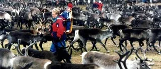 Fria ord: Underligt med renarna