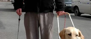Shira - en hund att räkna med