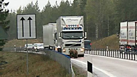 BJÖRNEN SOVER... Nej, den här förmodade honan hade inte somnat för gott, vilket en överraskad Henrik Norberg blev varse om. Knappt 20 meter ifrån den överkörda björnen reste den sig upp och haltade sedan in i skogen till sina två ungar.