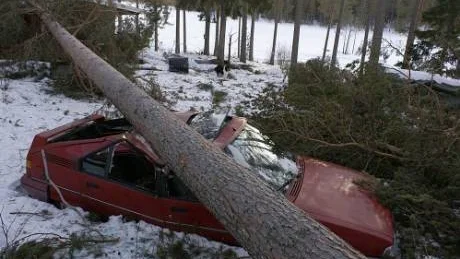 MOSAD. Den avställda bilen blev mer eller mindre mosad när kastvindarna på nyårsafton slet upp tallarna med rötterna. Huset råkade också ut för fallande träd, men klarade sig förhållandevis väl.