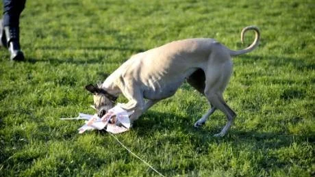 FÅNGAD. Äntligen, nu fick jag dig! En överlycklig hund har hunnit i kapp sitt byte - en sönderstrimlad plastpåse.