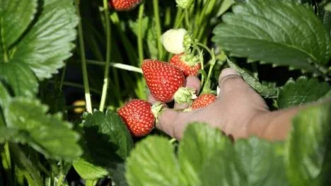 I brist på svenskt plantmaterial köper respektive får Trädgårdsförsöksstationen i Öjebyn plantor från Holland och Italien.