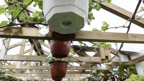 Marita Öhund, Hortlax, älskar att vara i sitt växthus där blommorna  står tätt.