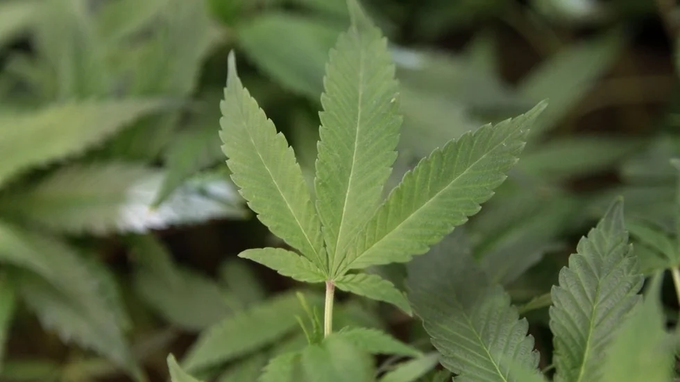 Cannabis