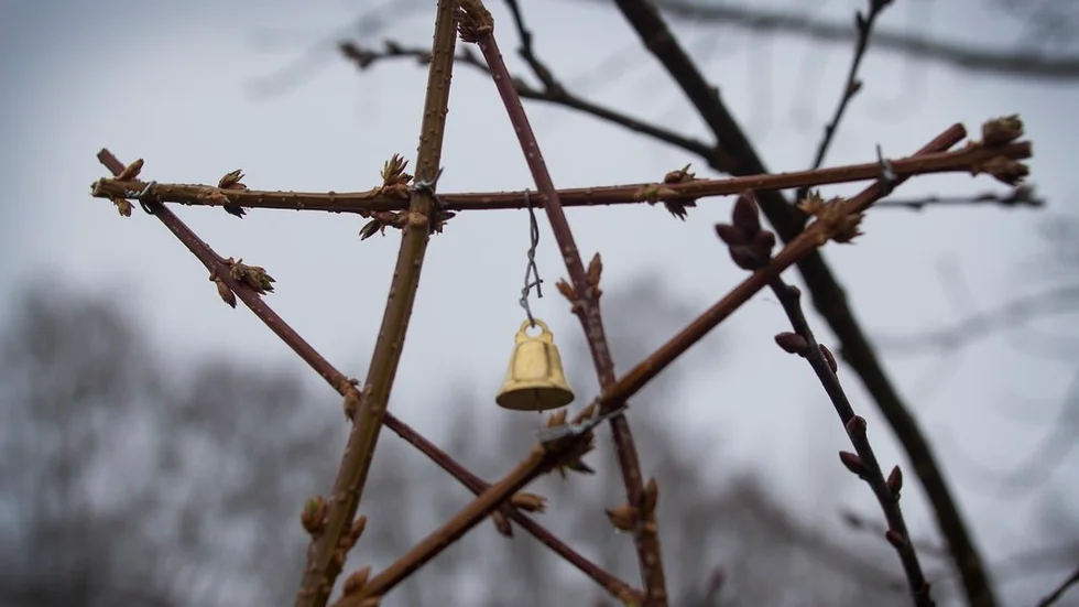 Den milda hösten har gjort att julstjärnan av gamla pinnar knoppas.