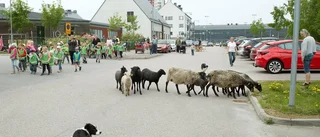 Nu är fåren tillbaka i hagen på Brandholmen