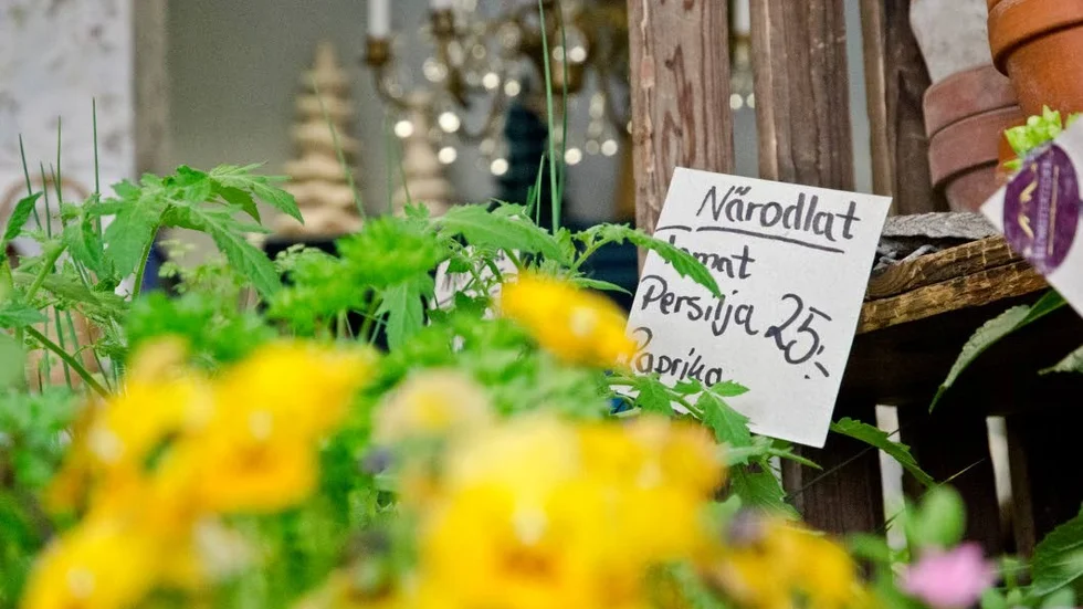 På Blomstertider vid Strömmentorget är många av växterna planterade i återvunnet material.