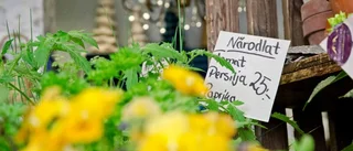 Blomsterboom står sig – hittills