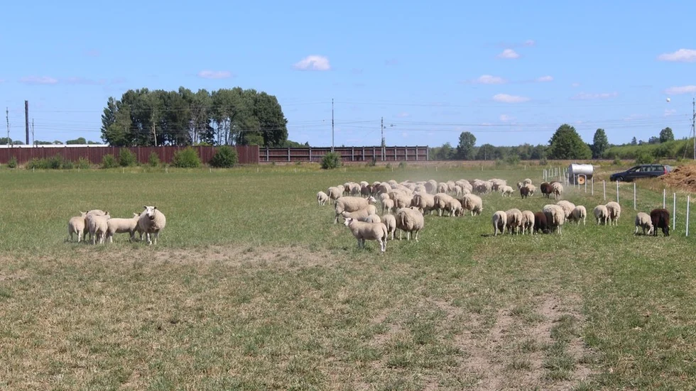 Dammet yr när lammen och tackorna rör sig över den torra vallen.